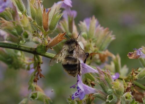 Réf. 247 225 : Bombus sylvarum